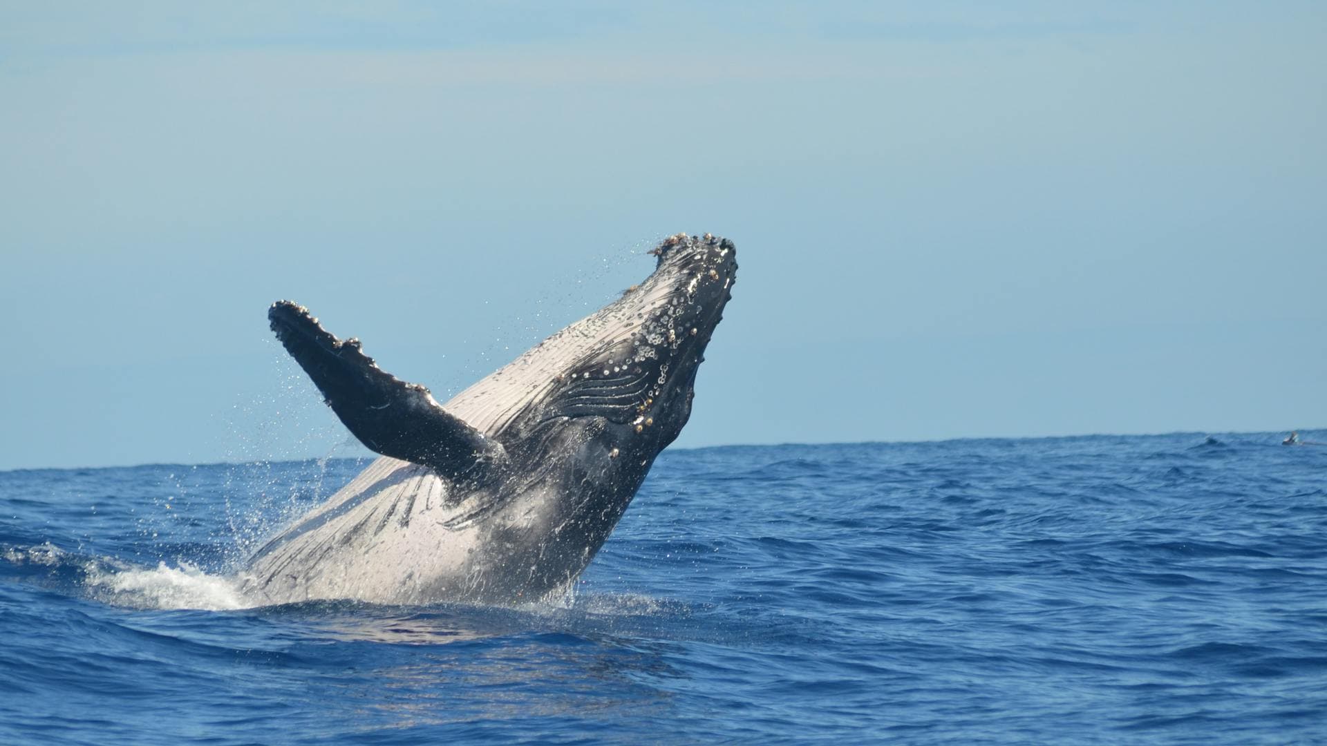 Humpback whale breaching off Cape Cod