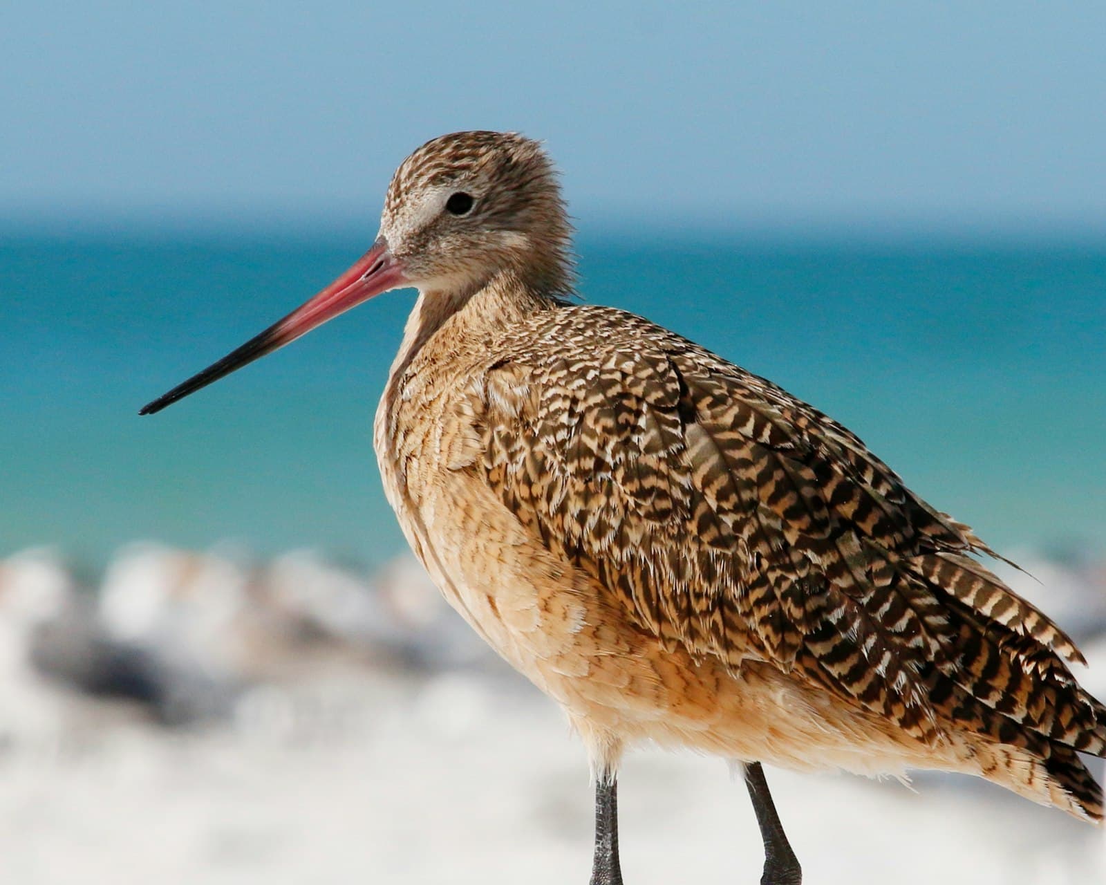 The Cape Cod Birding Calendar: What to Look For Every Month (and Exactly Where)