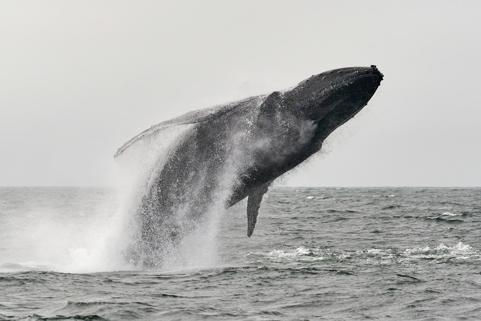 Seals, Whales & Great White Sharks: A Month-by-Month Guide to Cape Cod Wildlife Watching