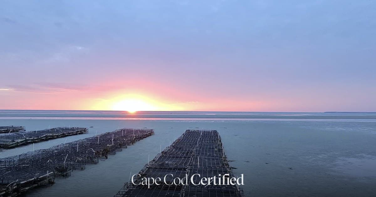 Cape Cod Shellfishing Permits, Town by Town: Fees, Seasons & Where to Dig
