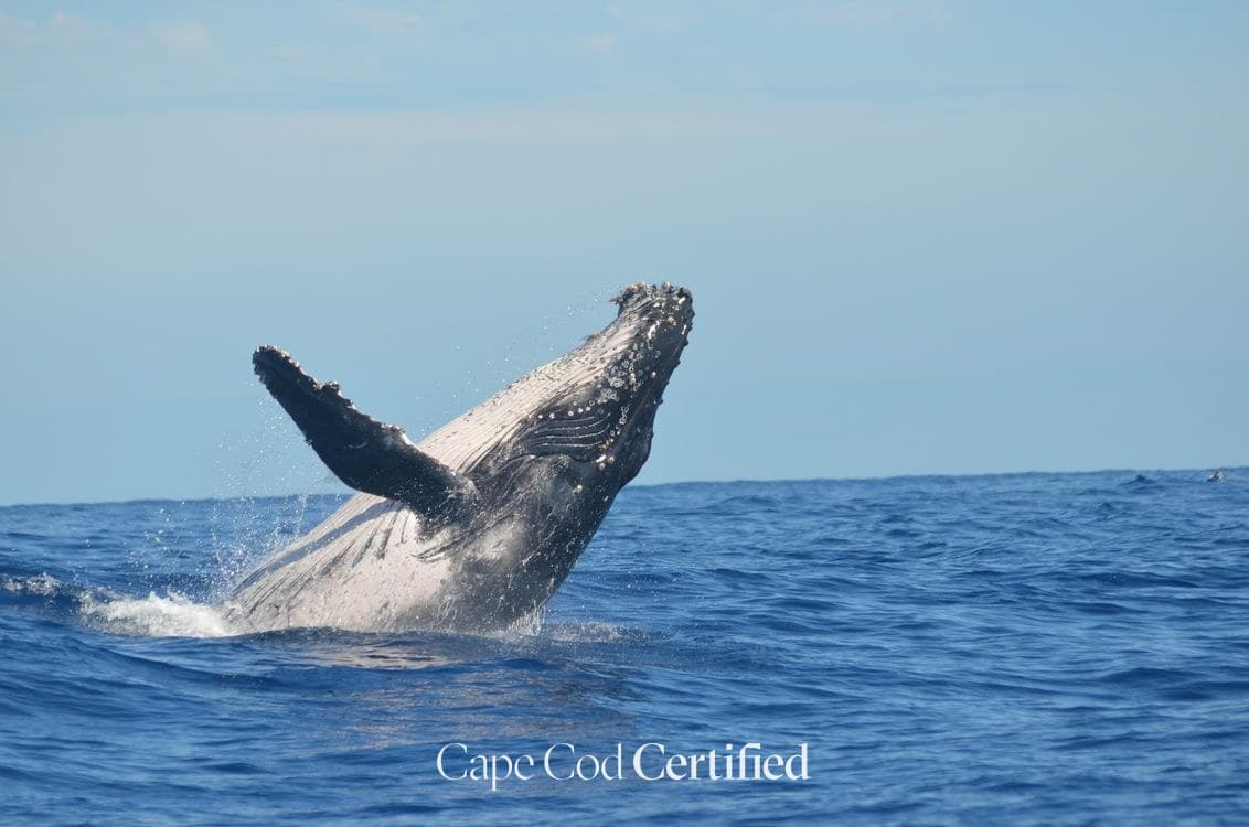 Cape Cod Whale Watching: When to Go, Which Boat, and What You'll Actually See