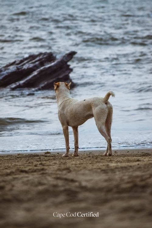 Dog-Friendly Cape Cod: Beaches, Trails, and Where Your Dog Is Actually Welcome