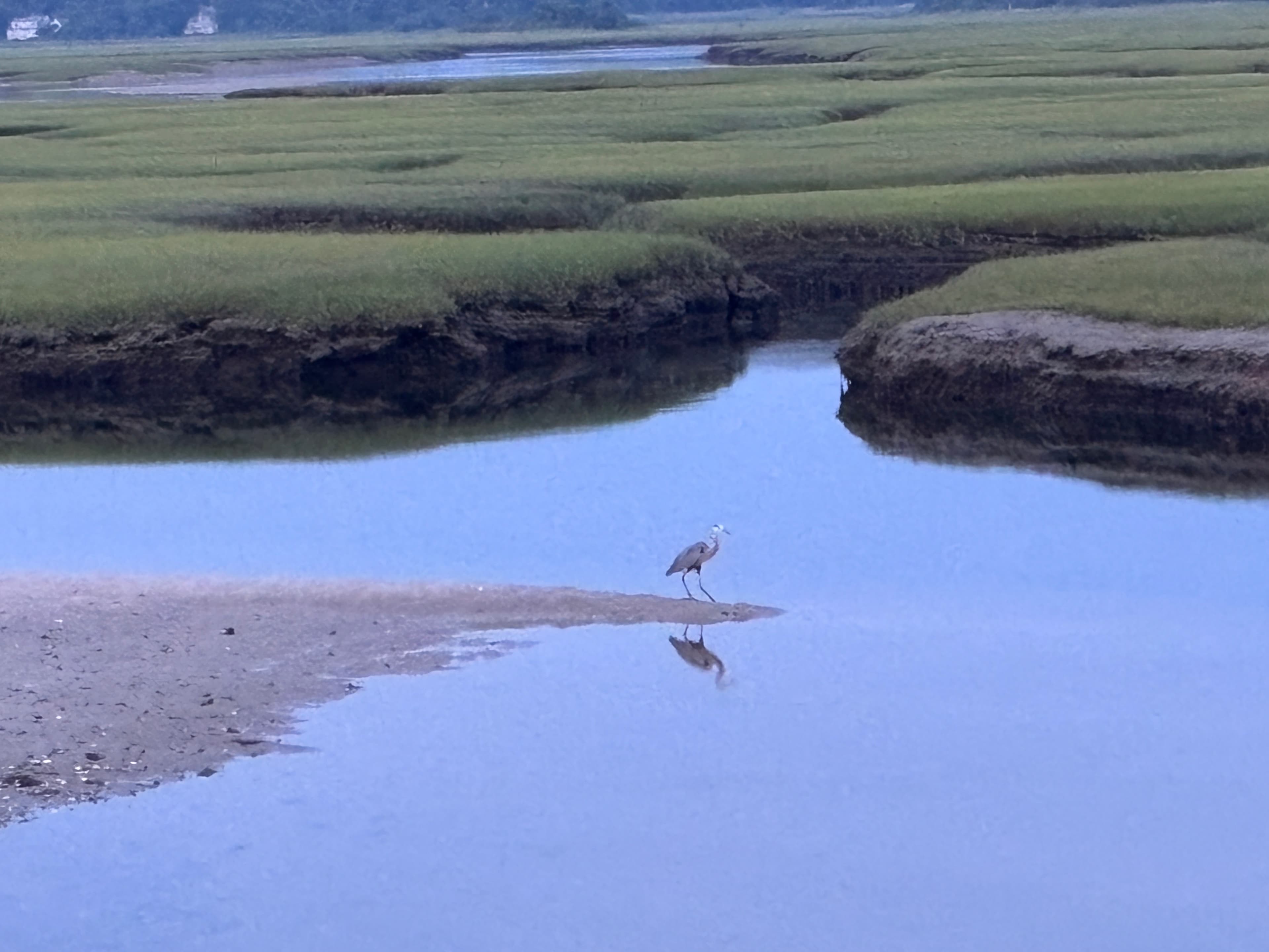 The Sandwich Boardwalk: Salt Marsh, Blue Herons & Bay Sunsets