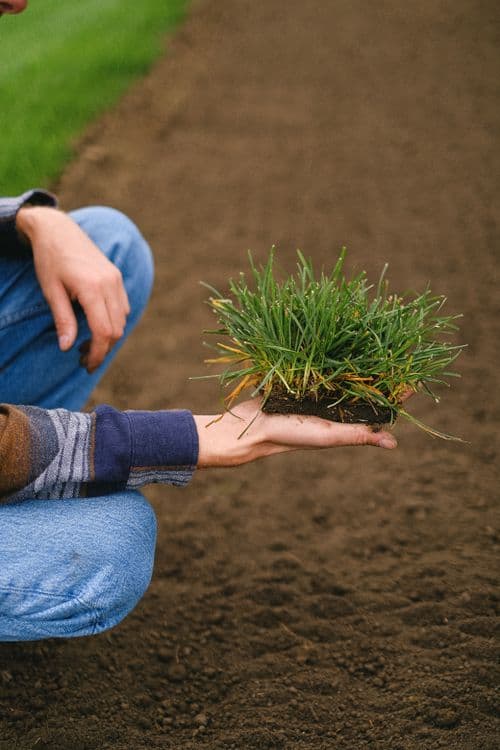 How to Keep Your Cape Cod Lawn Alive Through Summer Water Restrictions