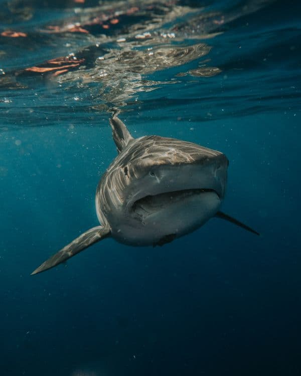 Shark Alley: Exactly Where (and When) to See Great White Sharks Off Cape Cod