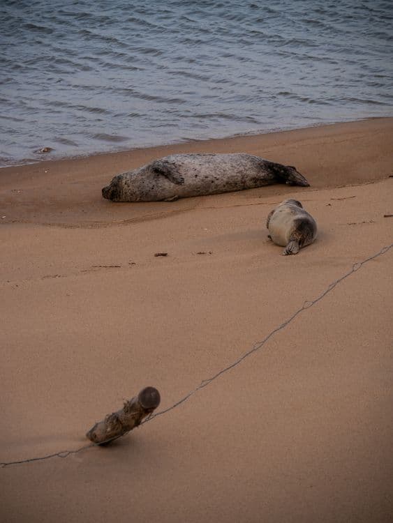 Cape Cod in Winter: Seal Pups, Cold-Stunned Sea Turtles & the Wildlife No One Tells You About