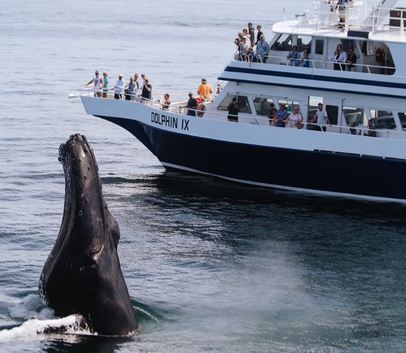Dolphin Fleet Whale Watch