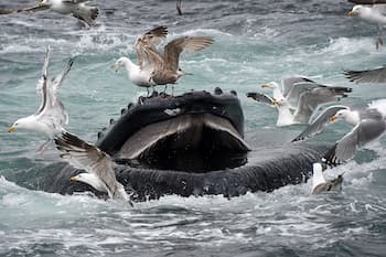 Hyannis Whale Watcher Cruise