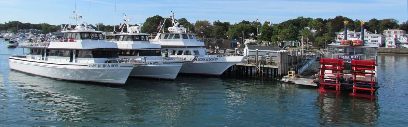 Provincetown Whale Watch
